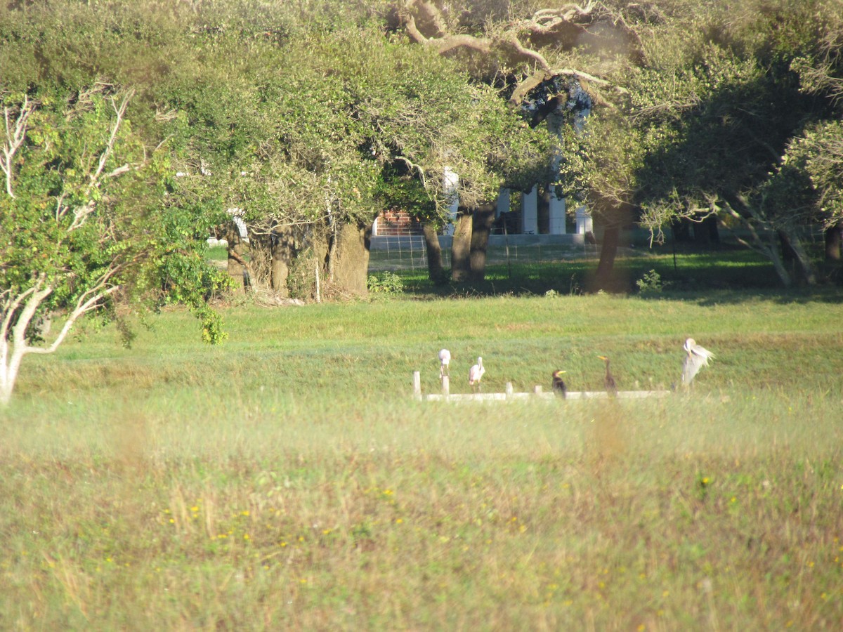 Roseate Spoonbill - ML40555811