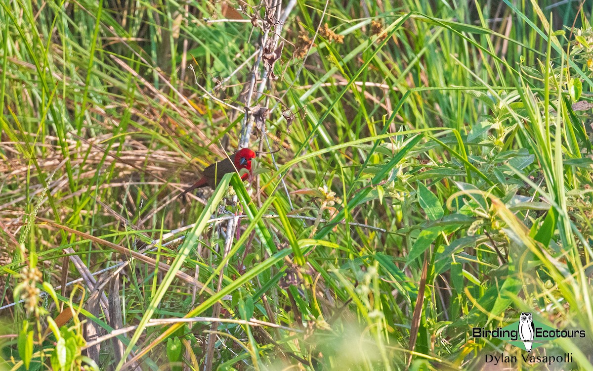 Lesser Seedcracker - ML405558201