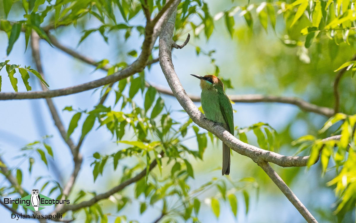 Böhm's Bee-eater - ML405558561