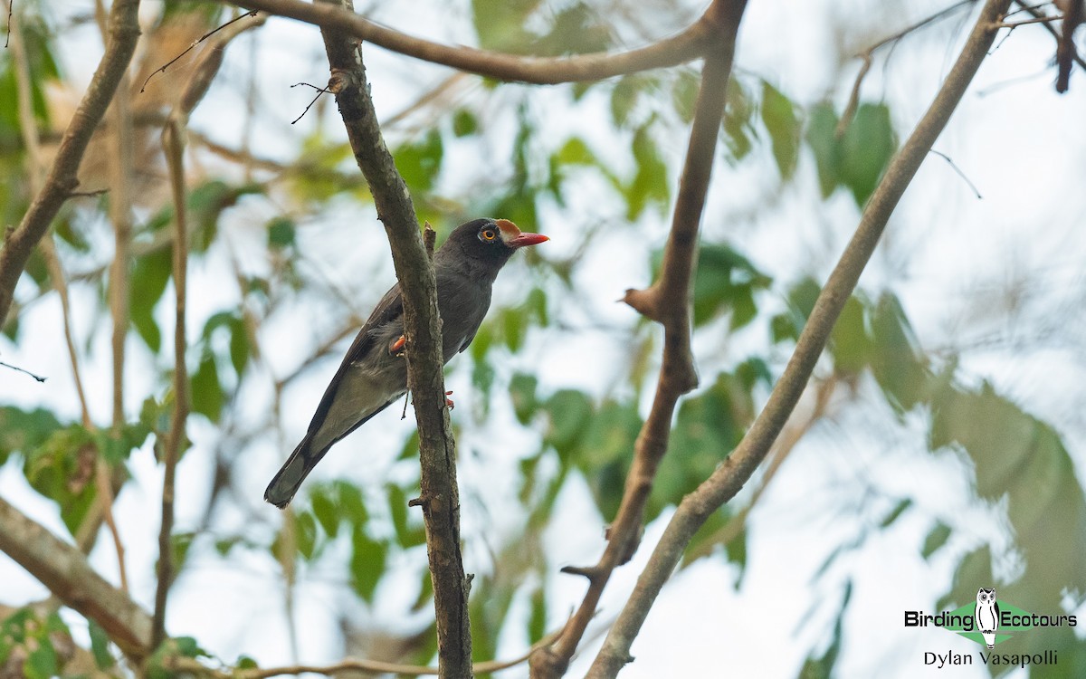 Chestnut-fronted Helmetshrike - ML405558571