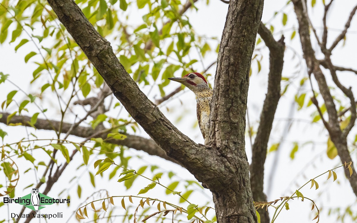 Reichenow's Woodpecker - Dylan Vasapolli - Birding Ecotours