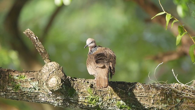 Spotted Dove - ML405559641