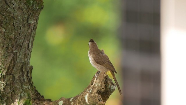 Yellow-vented Bulbul - ML405559741