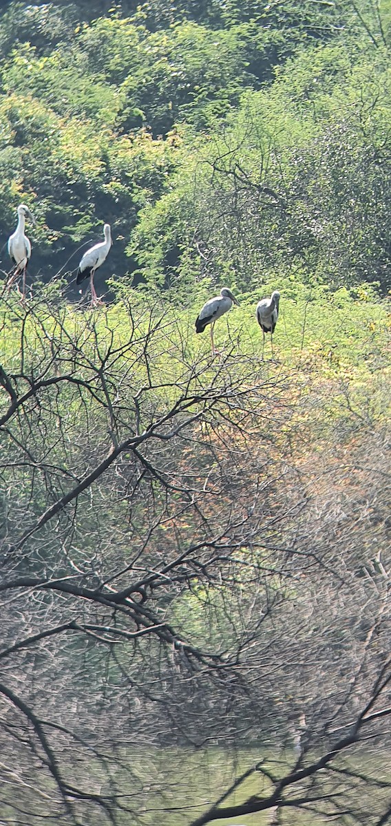 Asian Openbill - ML405560371