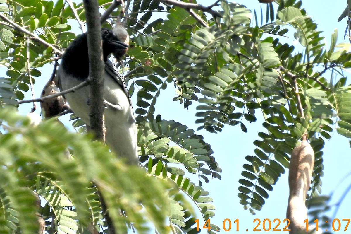 Black-headed Cuckooshrike - ML405561301