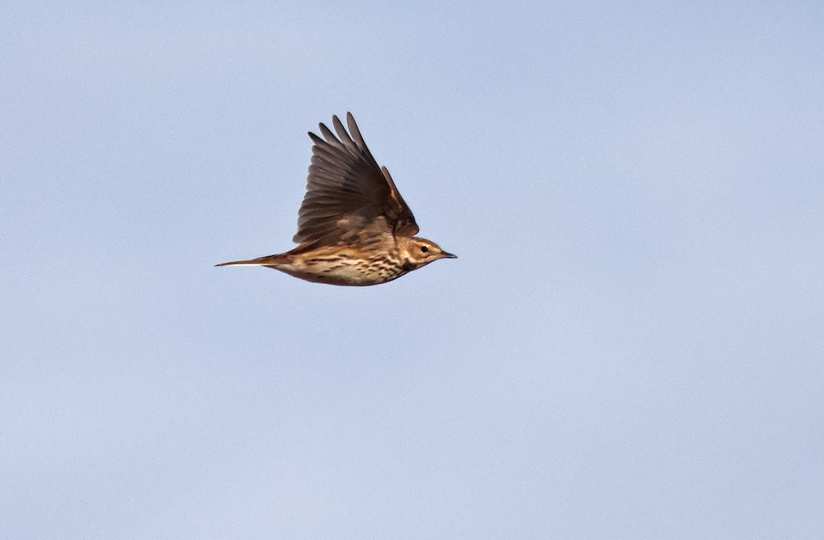 Pipit à gorge rousse - ML405561371