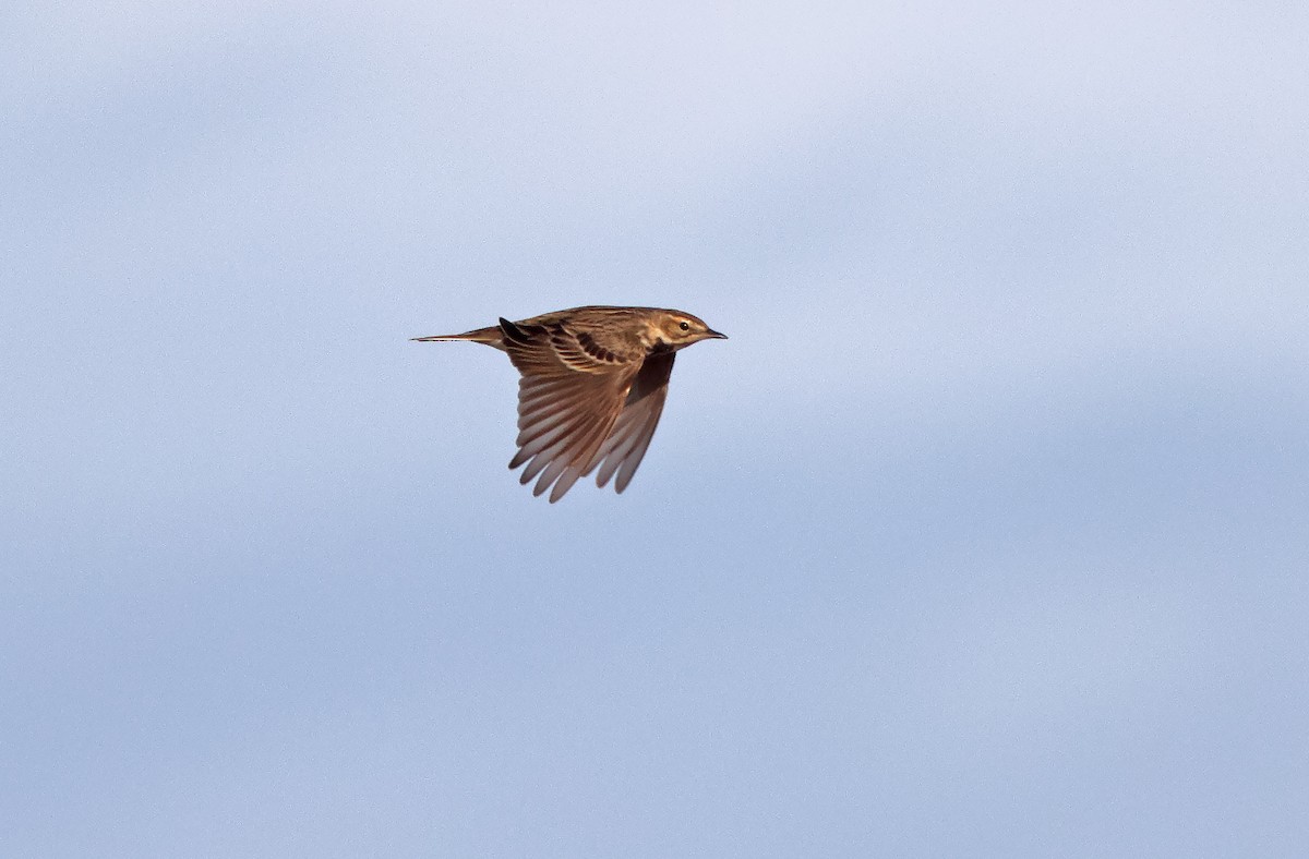 Pipit à gorge rousse - ML405561381