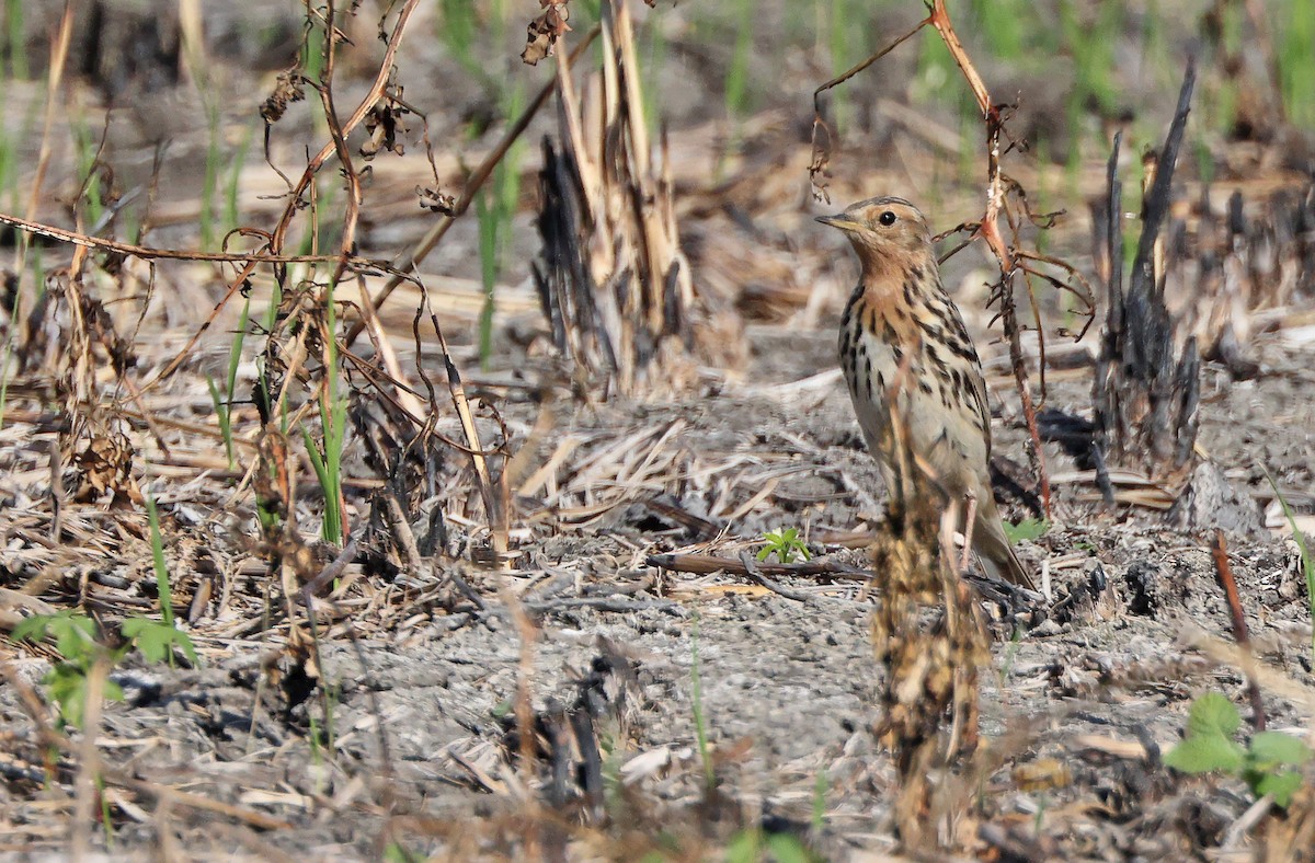Pipit à gorge rousse - ML405561401