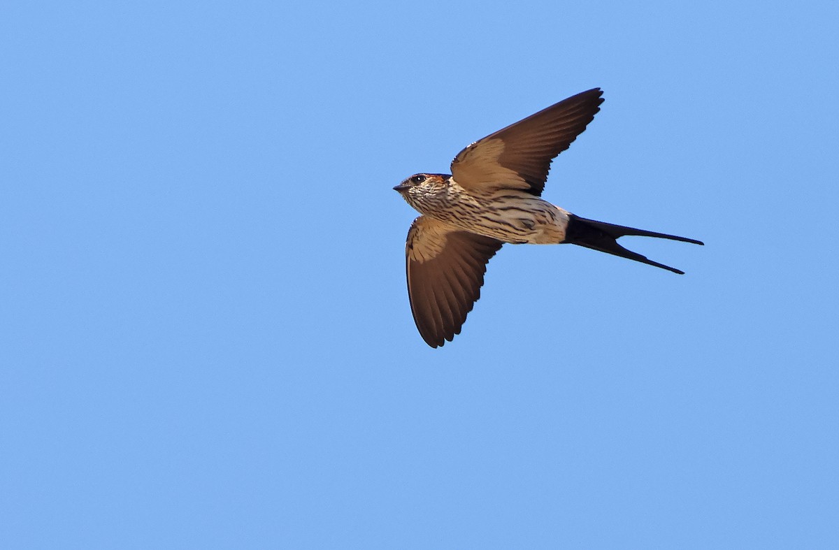 Hirondelle striolée (groupe striolata) - ML405561421