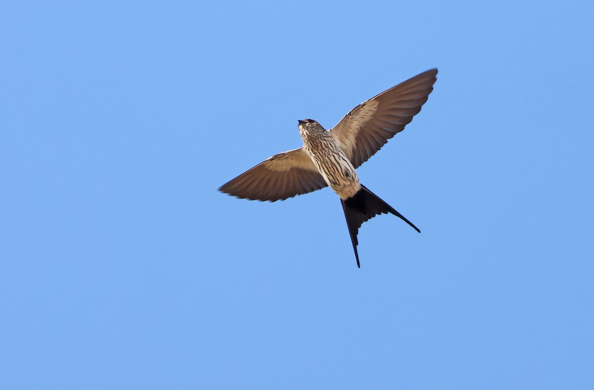 Hirondelle striolée (groupe striolata) - ML405561441