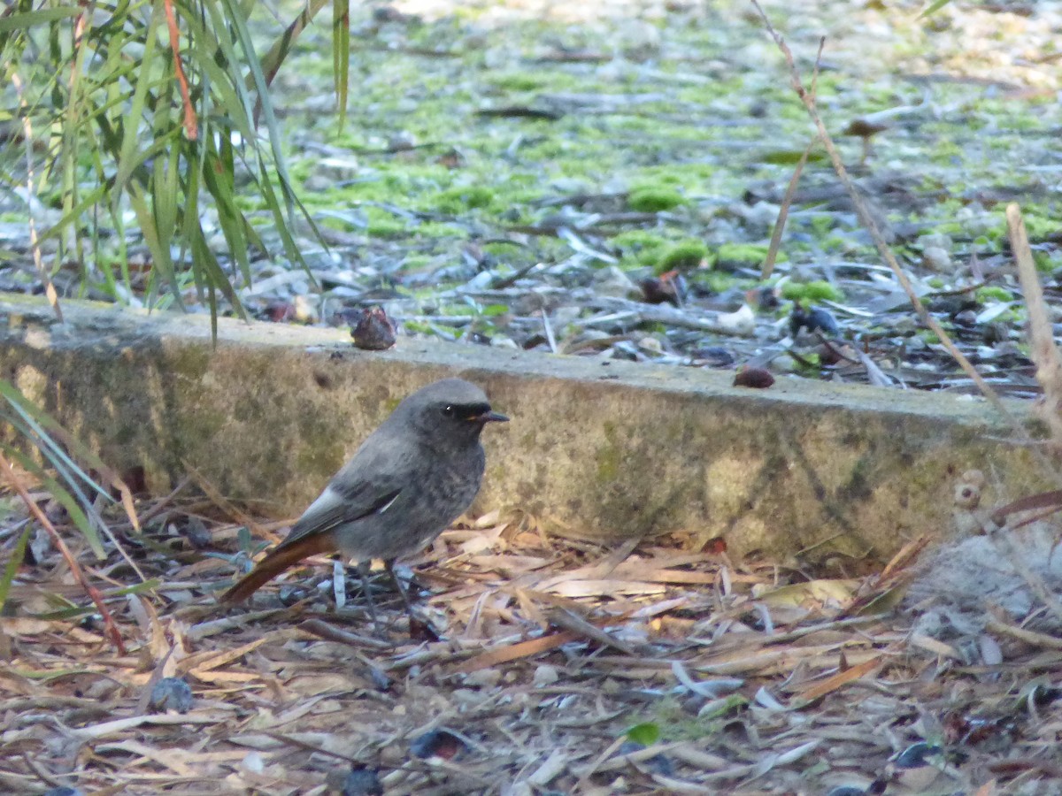 Black Redstart - ML405561671