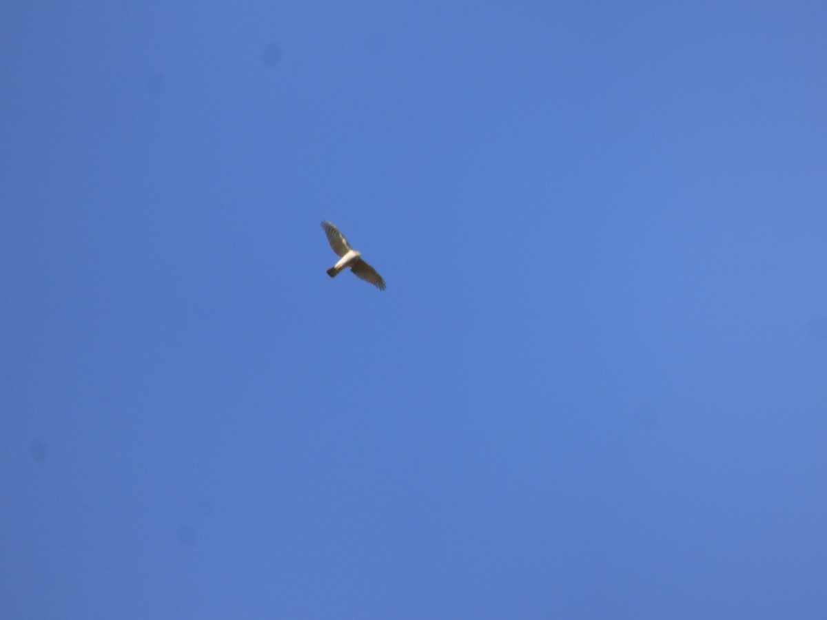 Eurasian Sparrowhawk - ML405561701