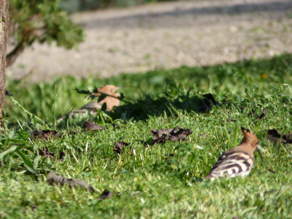 Eurasian Hoopoe - ML405561711