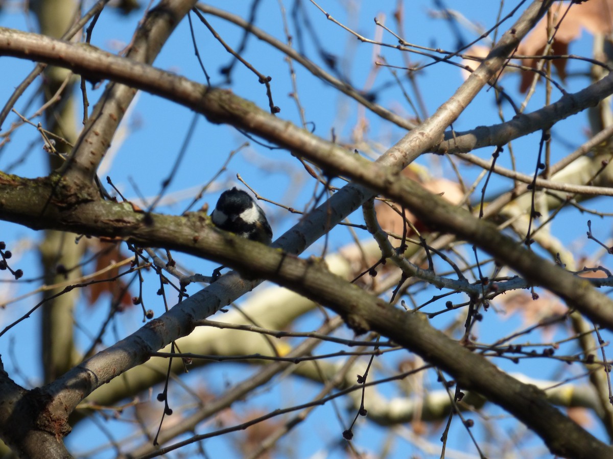 Coal Tit - ML405561811