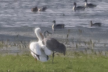 Sandhill Crane - ML405561921