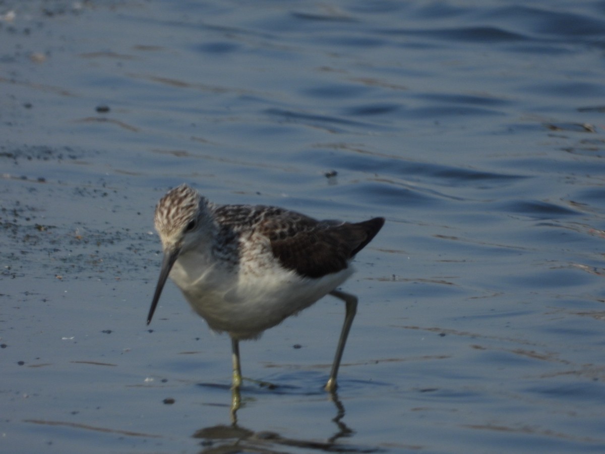 Common Greenshank - ML405562141