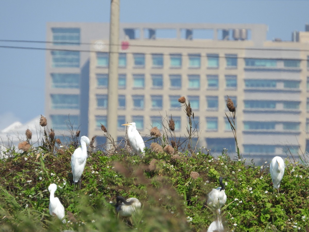 African Sacred Ibis - ML405562281