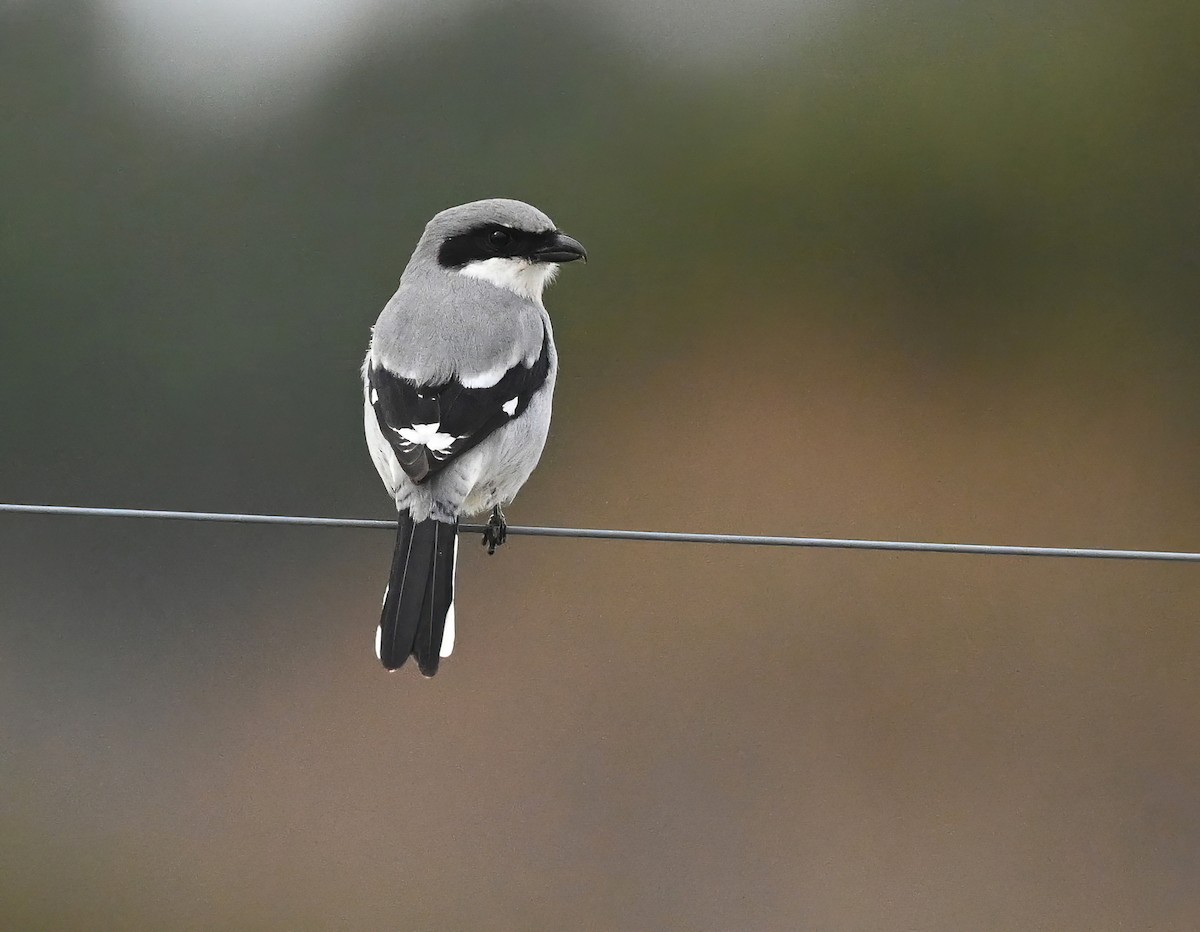 Loggerhead Shrike - ML405562951