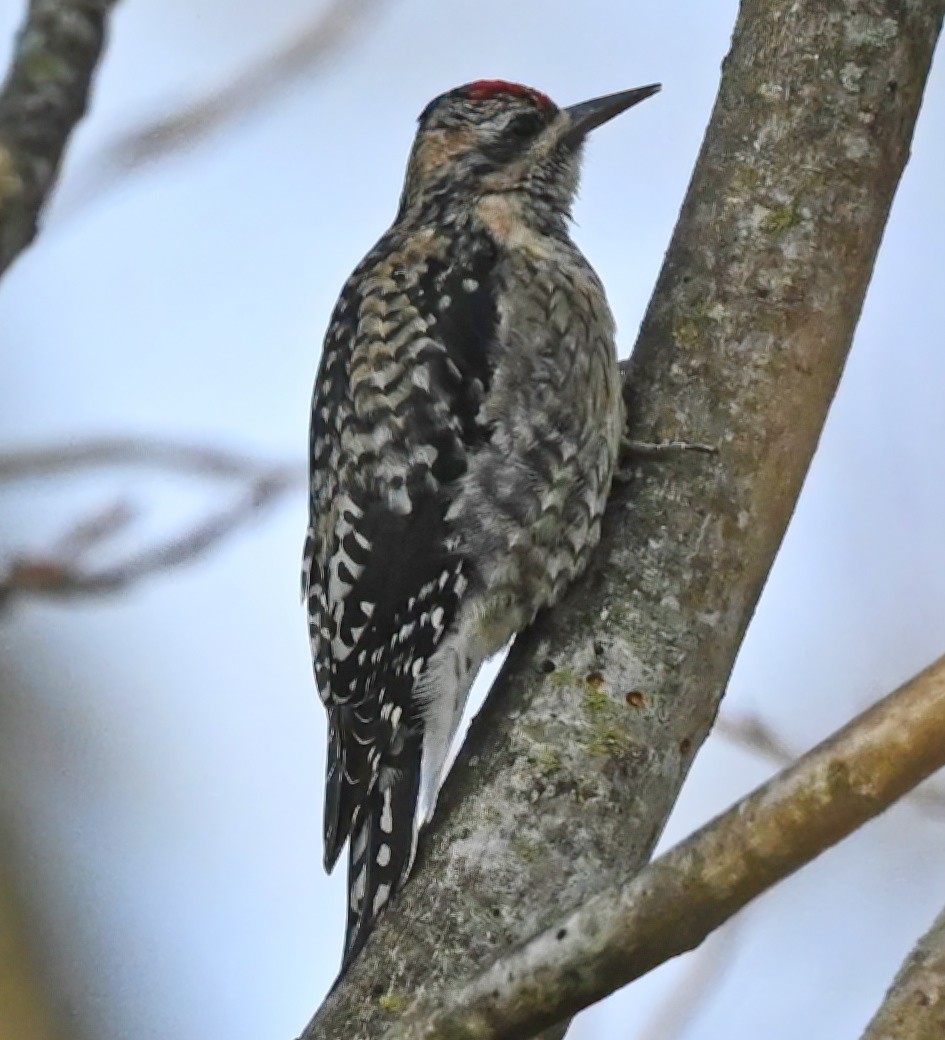 Yellow-bellied Sapsucker - ML405563021