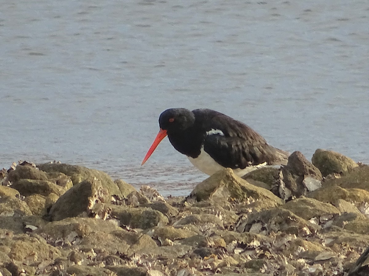 Pied Oystercatcher - Richard Murray