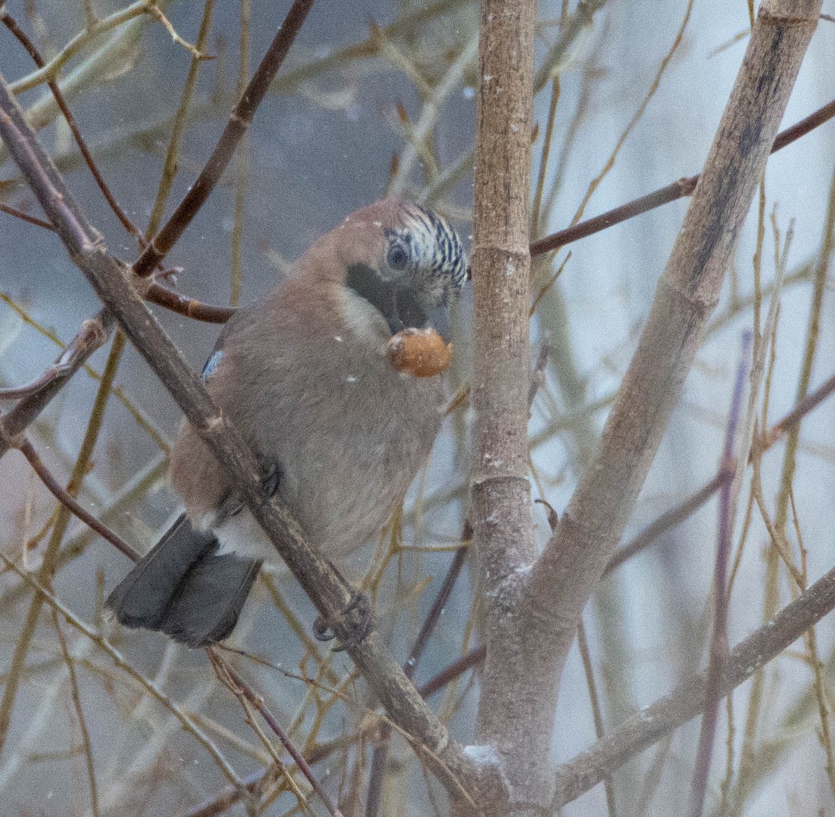 Eurasian Jay - ML405564011