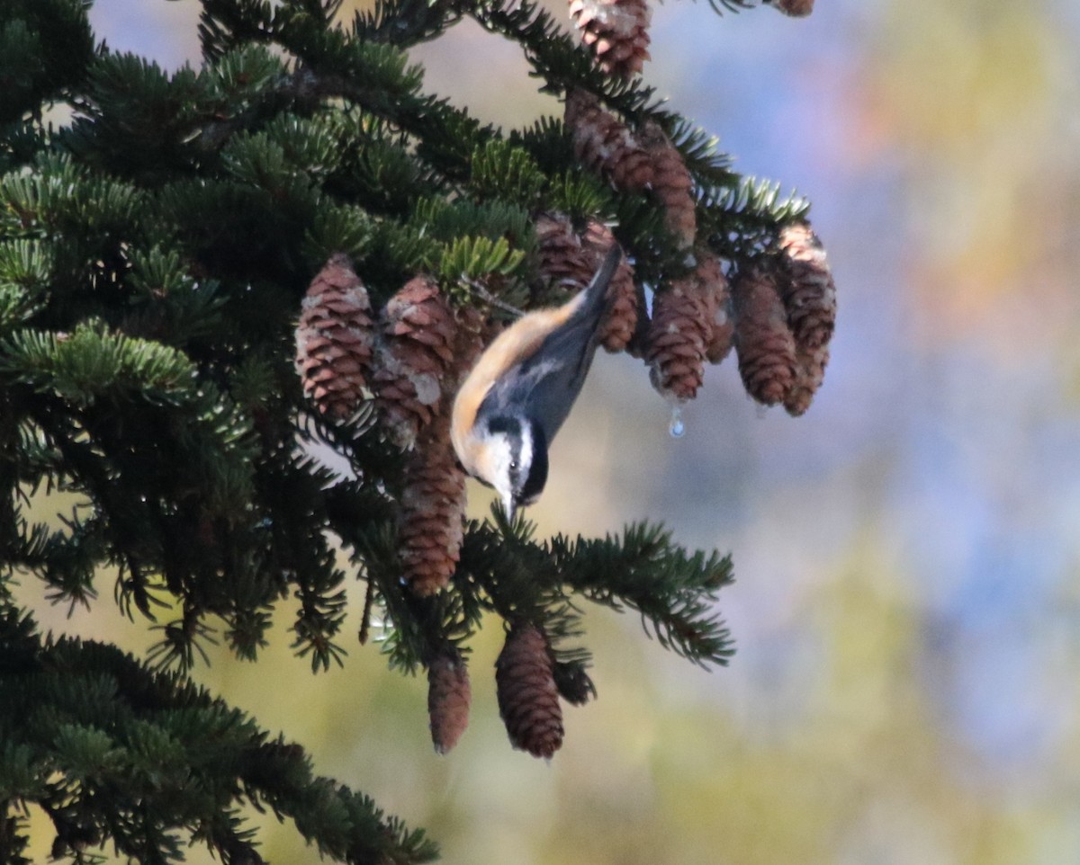Red-breasted Nuthatch - ML40556441