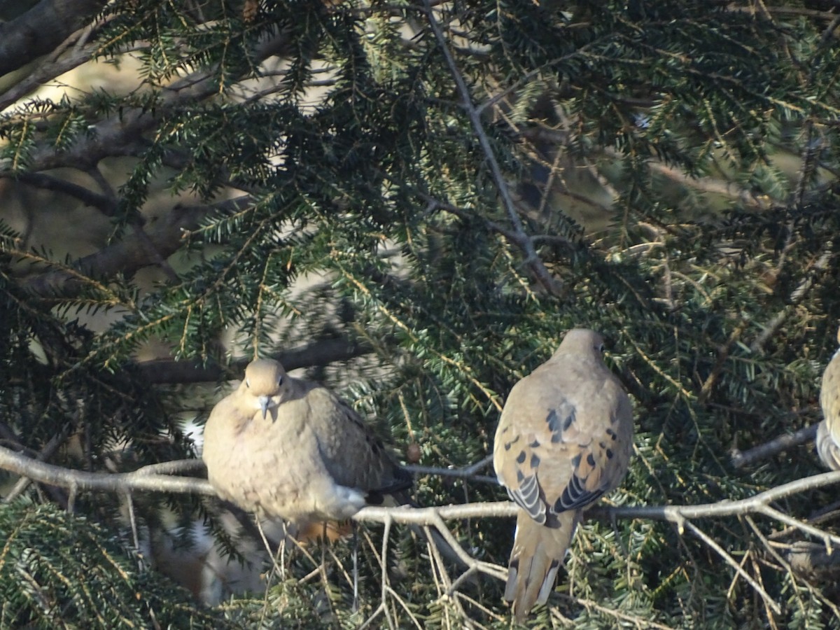 Mourning Dove - ML405565041