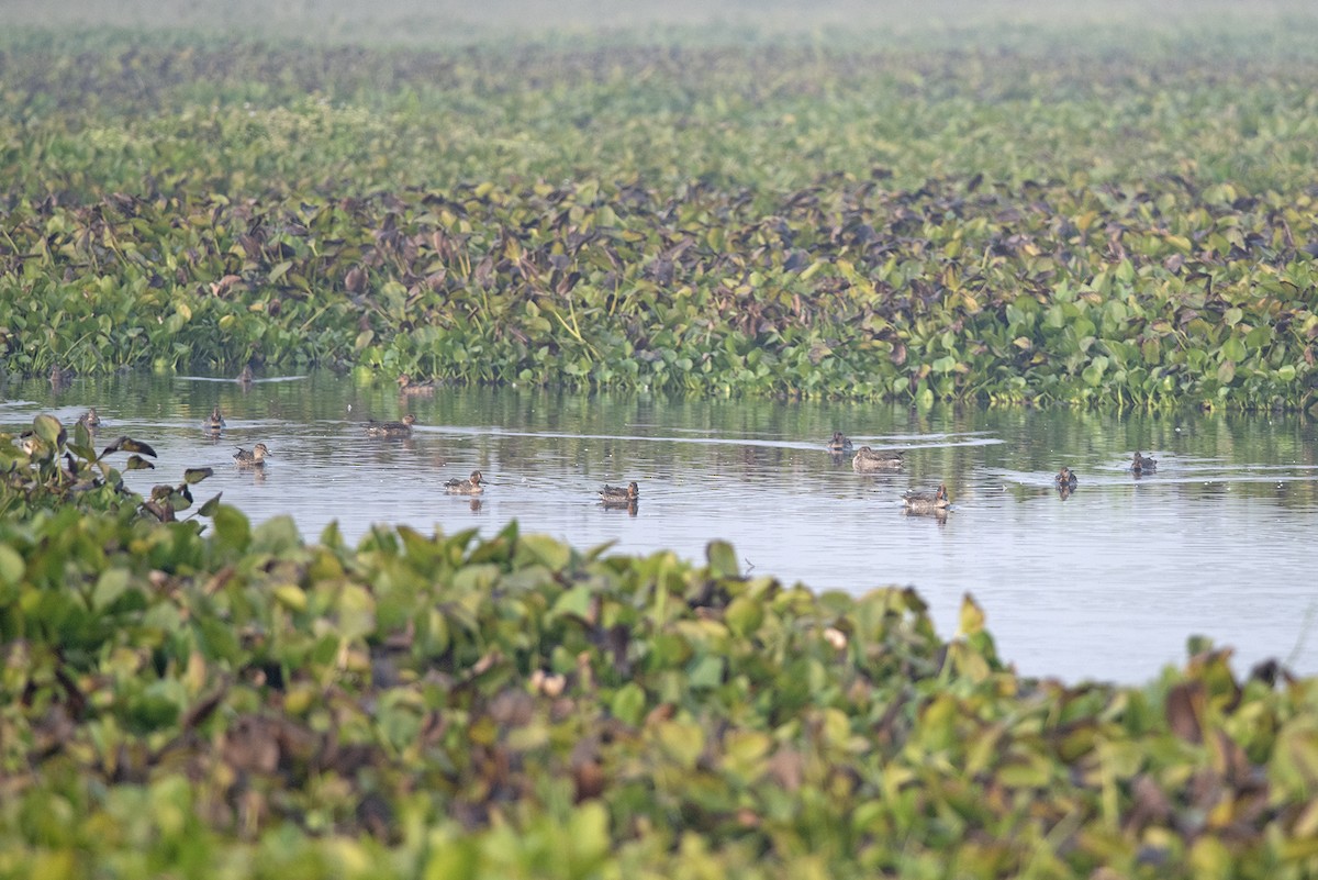 Green-winged Teal - ML405565061