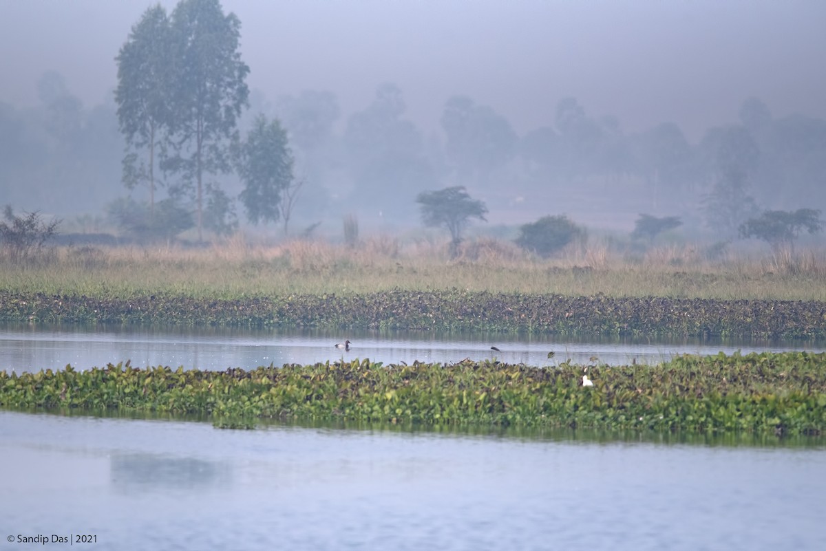 Common Pochard - ML405565071