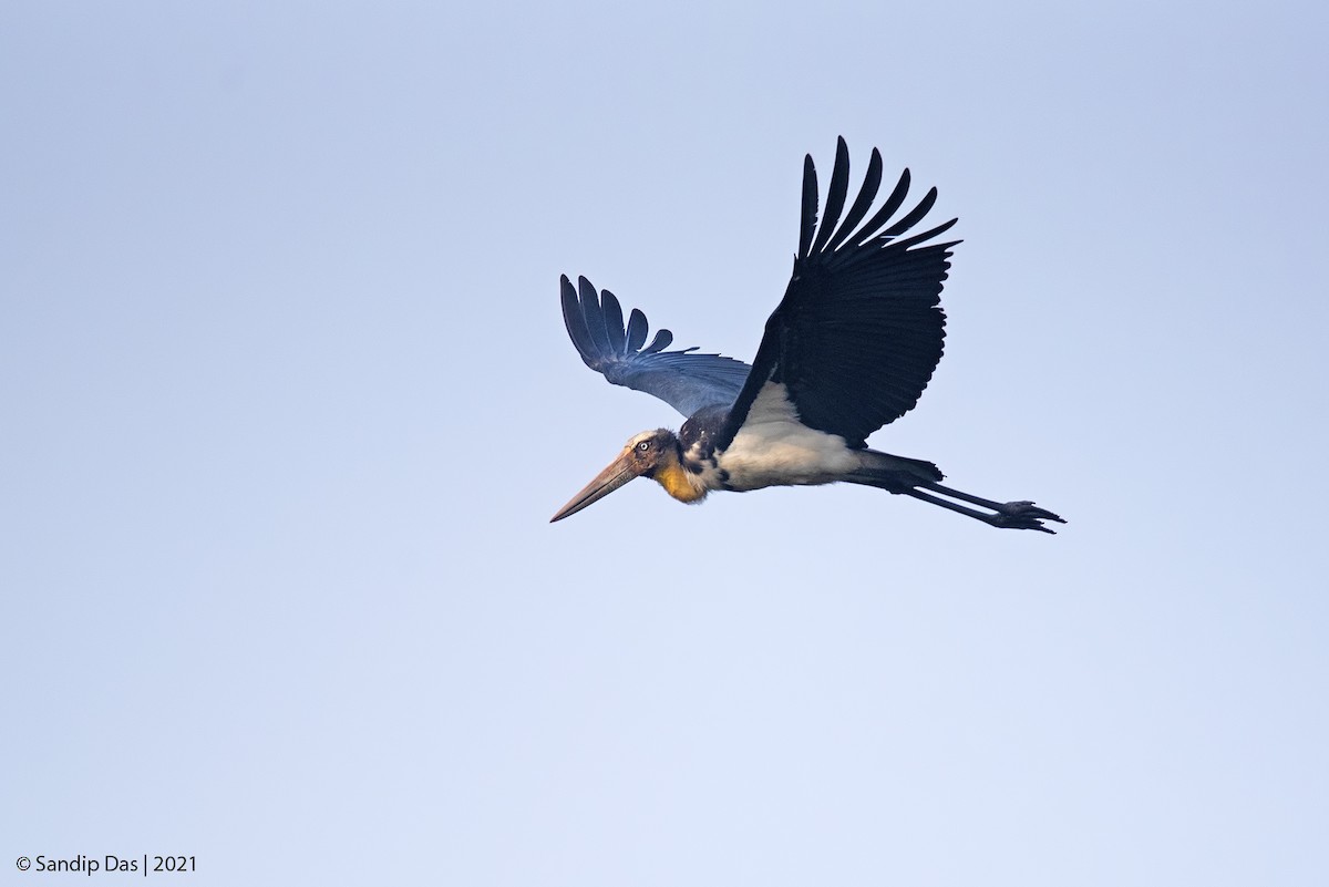 Lesser Adjutant - ML405565081