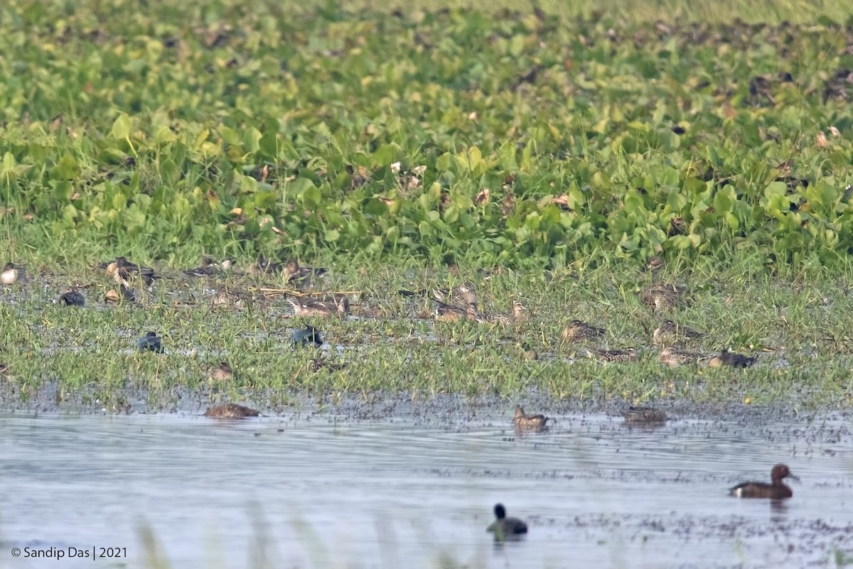 Garganey - ML405565091