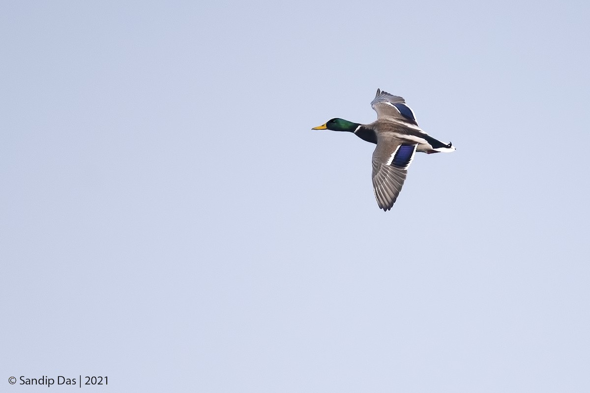 Mallard - ML405565121