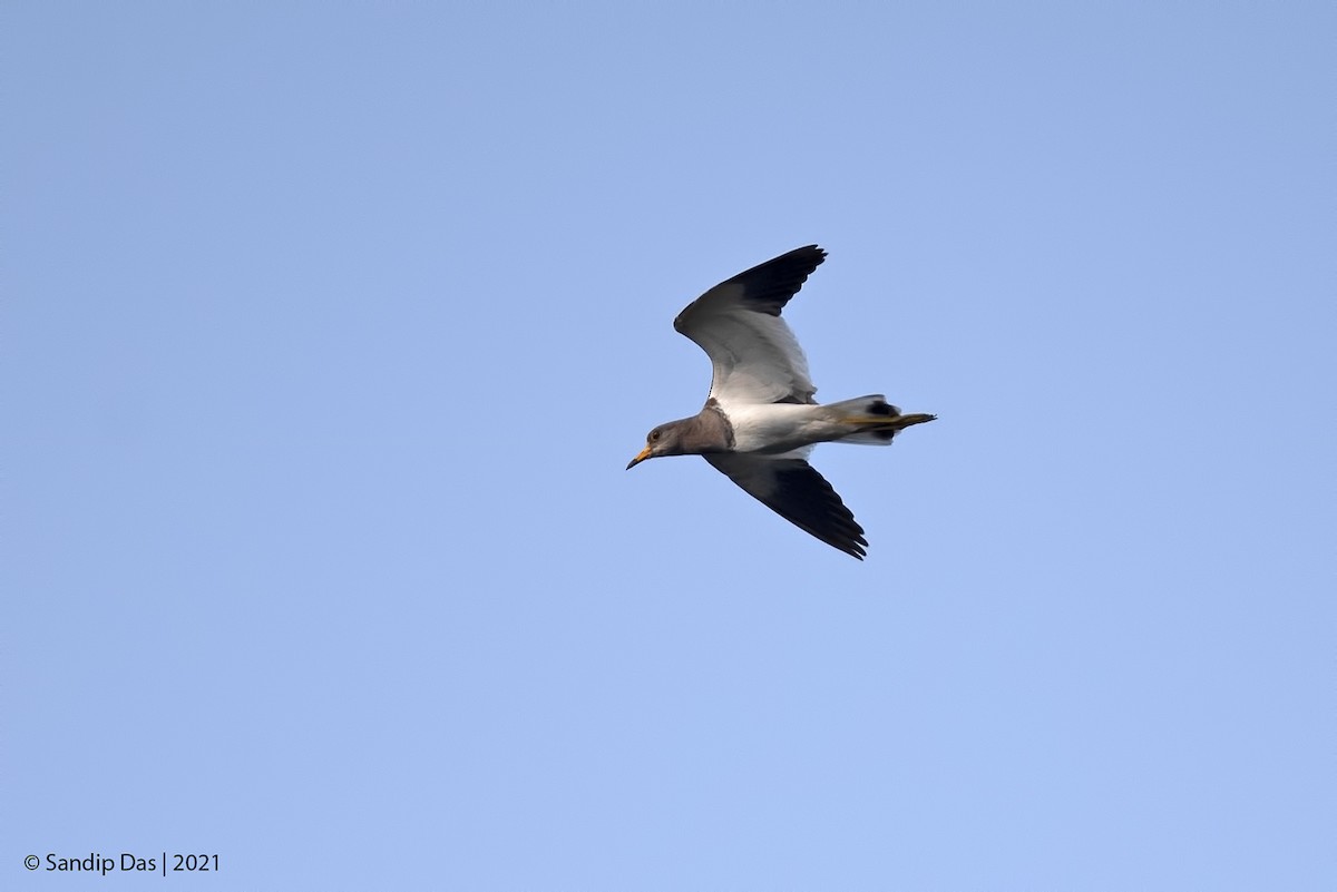 Gray-headed Lapwing - ML405565211