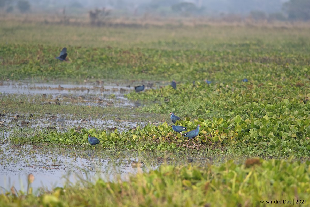 Gray-headed Swamphen - ML405565271