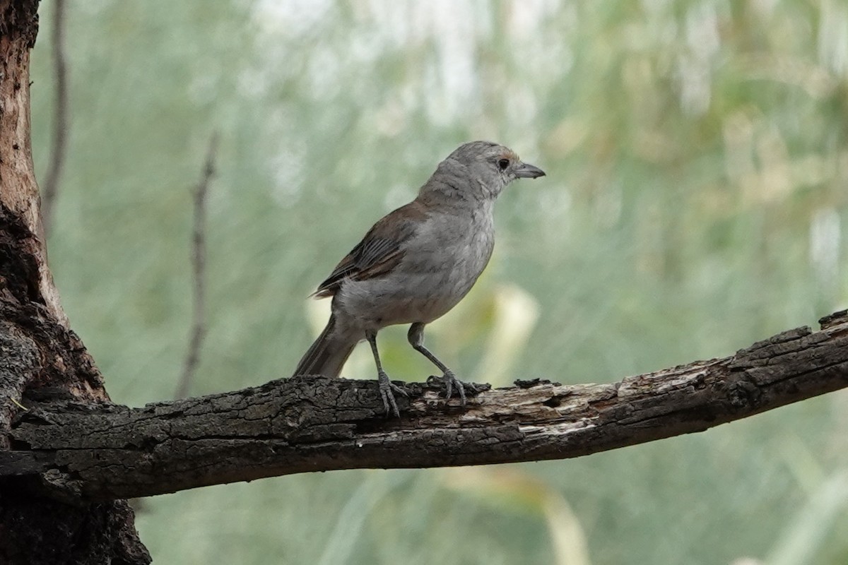 Gray Shrikethrush - ML405565761