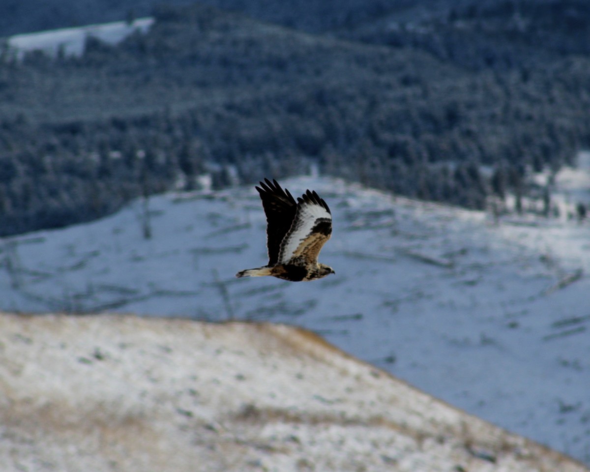 Rough-legged Hawk - ML40556581