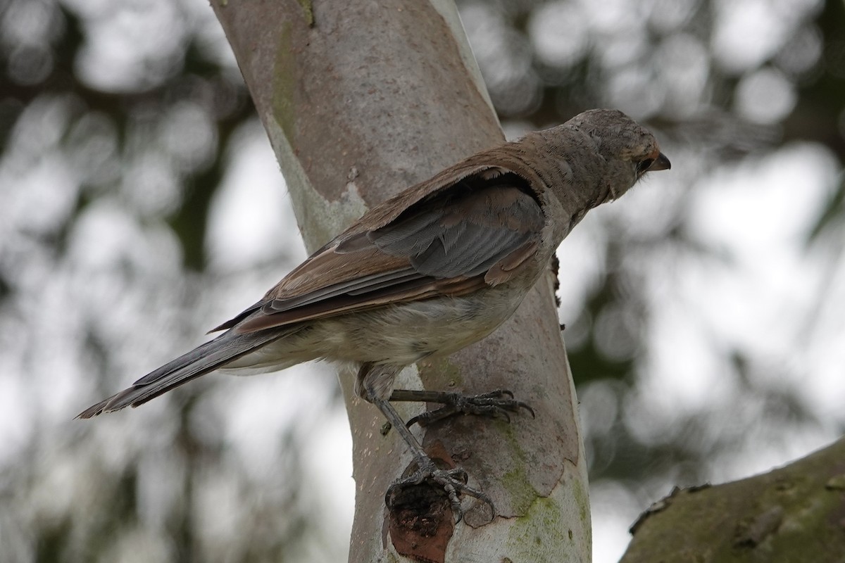 Gray Shrikethrush - John Beckworth