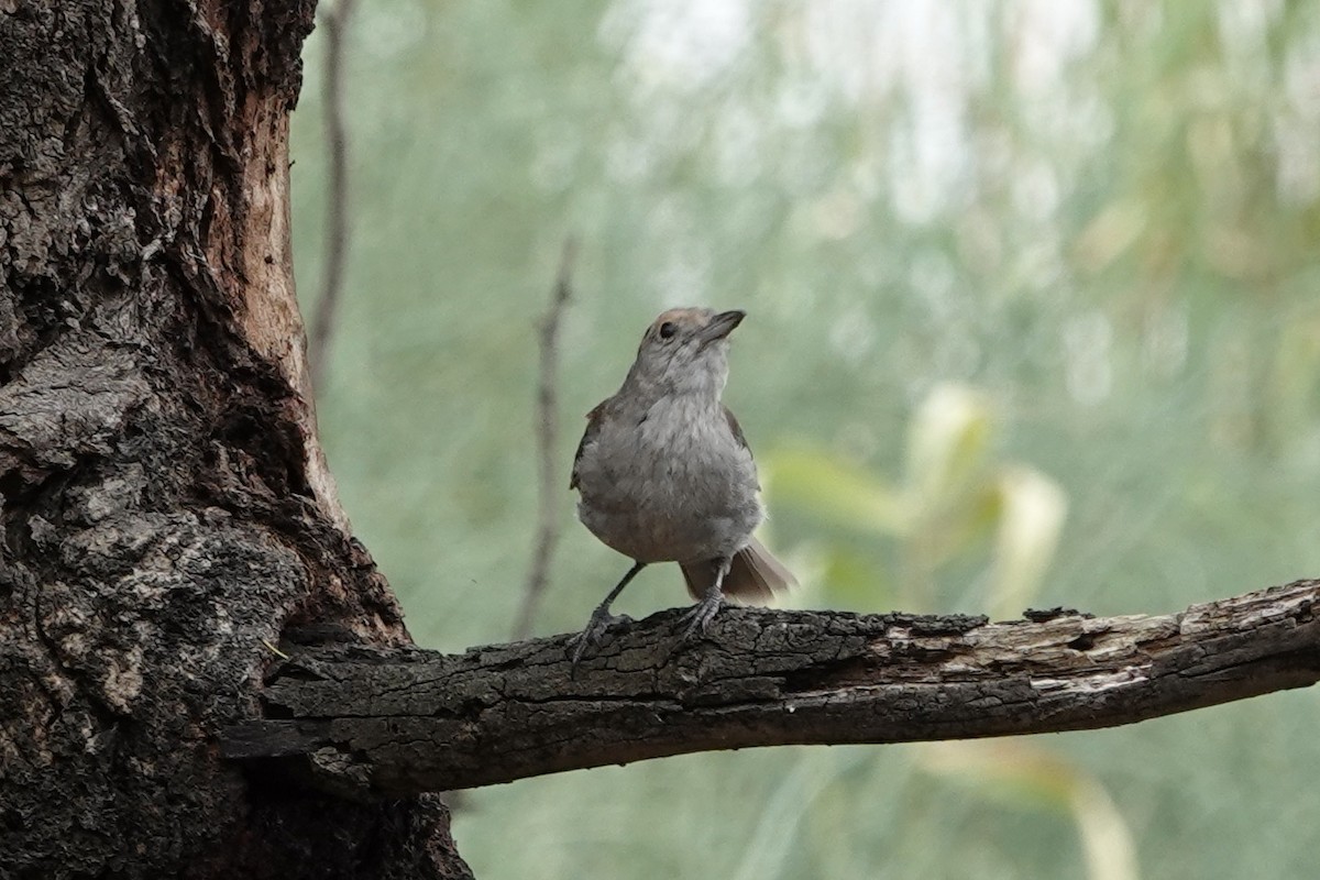 Gray Shrikethrush - ML405565891