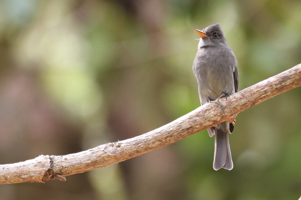 Dark Pewee - Maurice Raymond