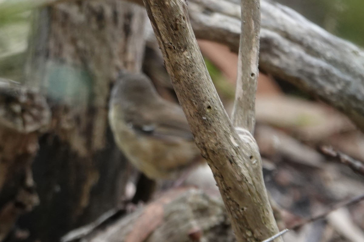 White-browed Scrubwren - ML405565941