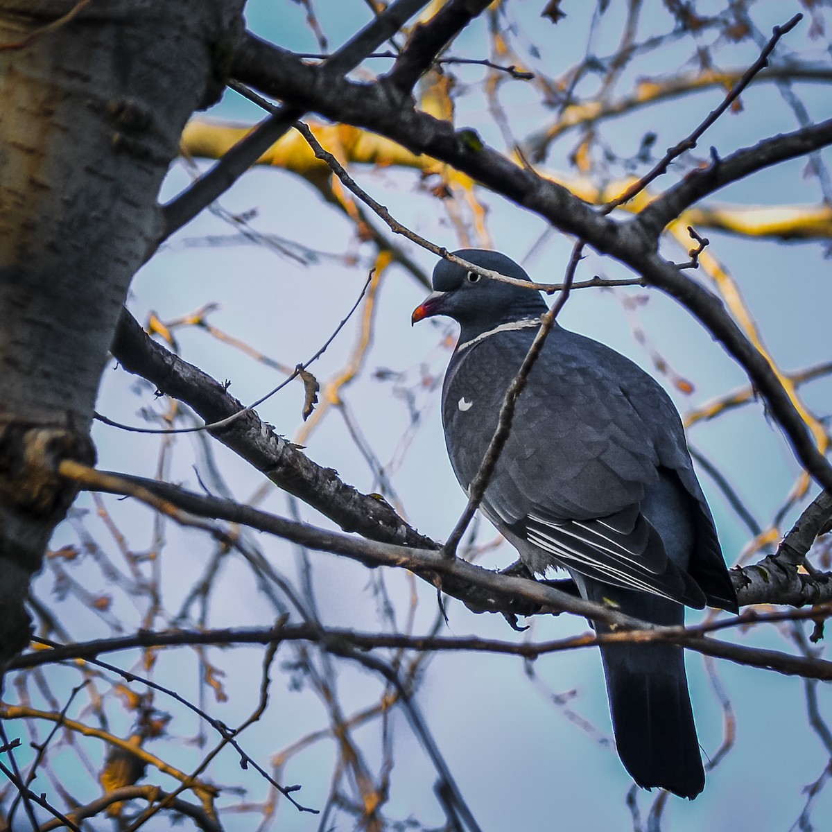 Common Wood-Pigeon - ML405565961