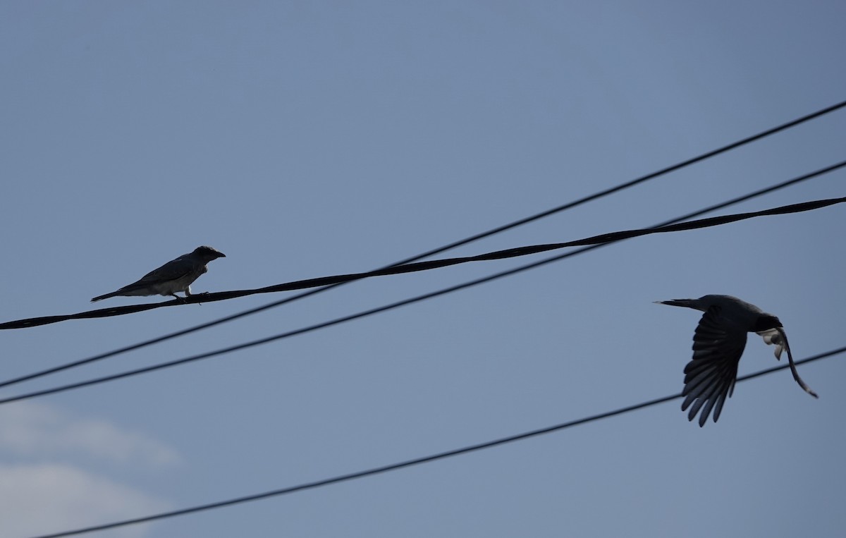 Black-faced Cuckooshrike - ML405566001