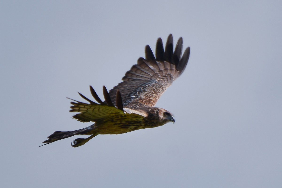 Aguilucho Moteado - ML405566281