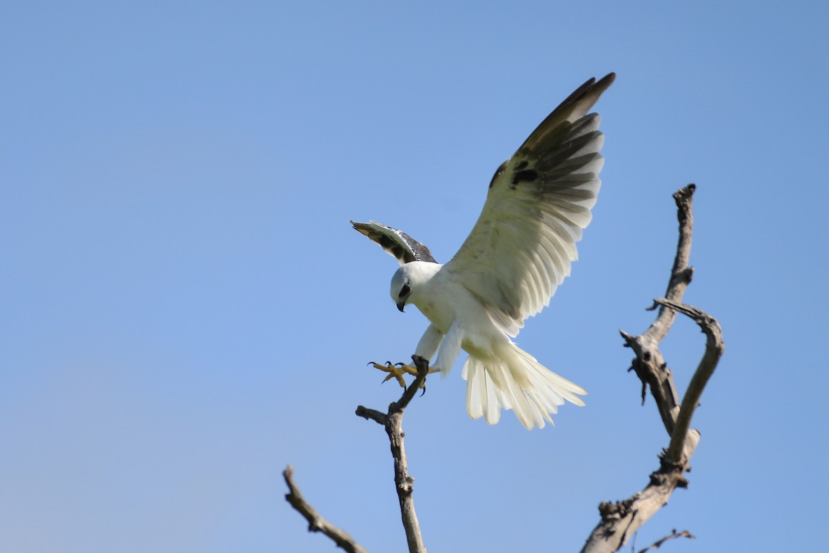 Black-shouldered Kite - Harn Sheng Khor