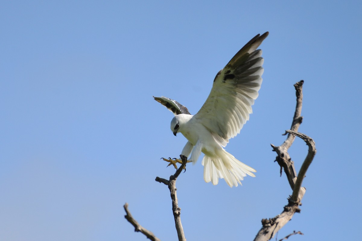 Black-shouldered Kite - ML405566341