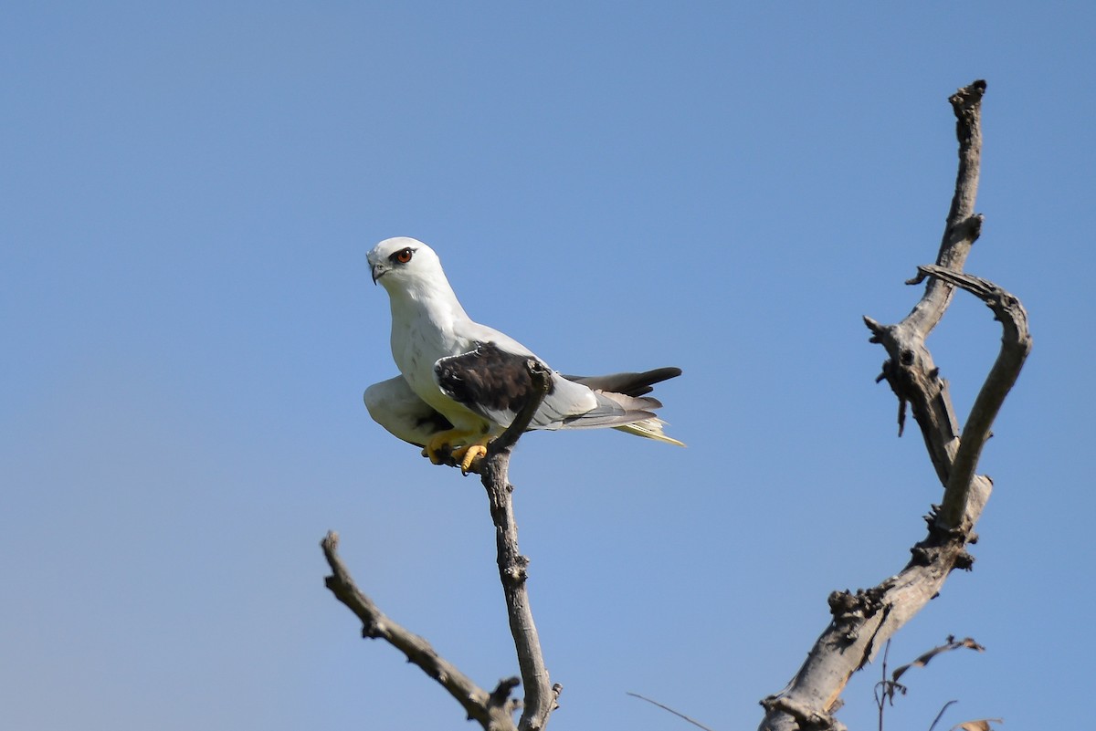 Black-shouldered Kite - Harn Sheng Khor
