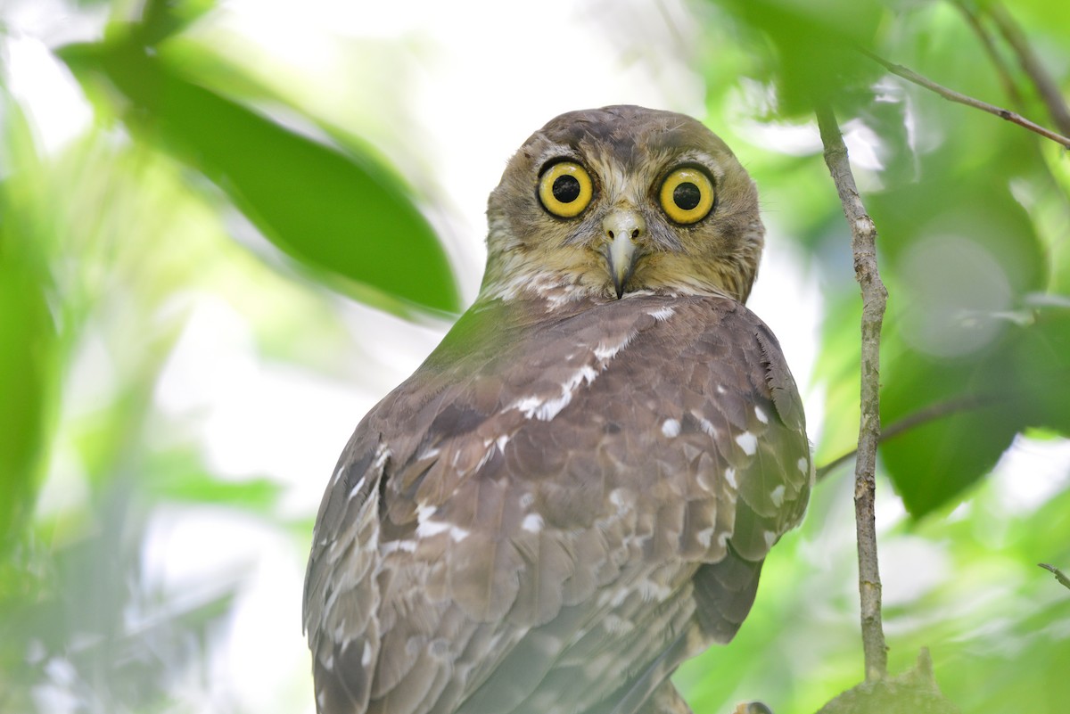 Barking Owl - ML405566751