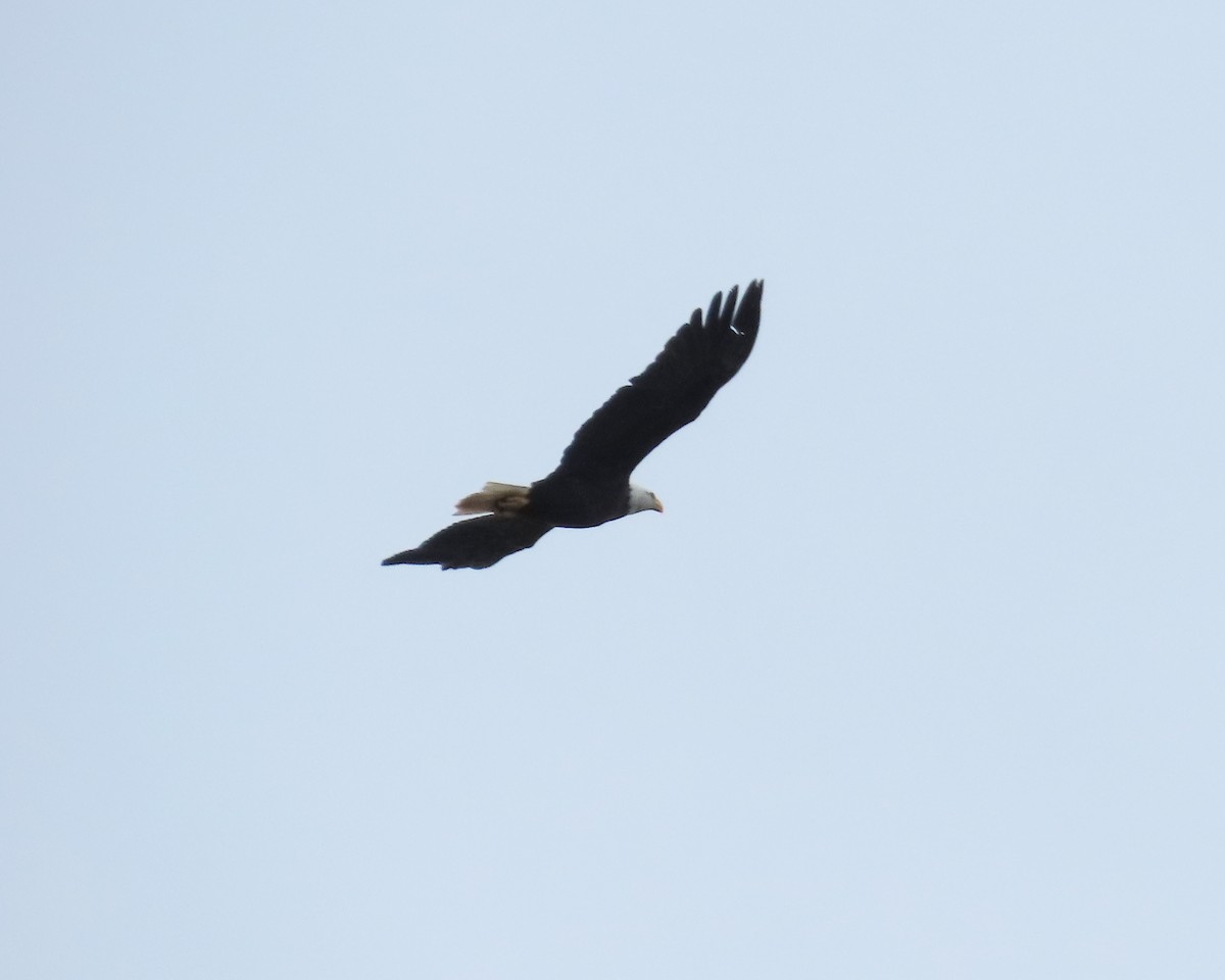 Bald Eagle - ML405567231