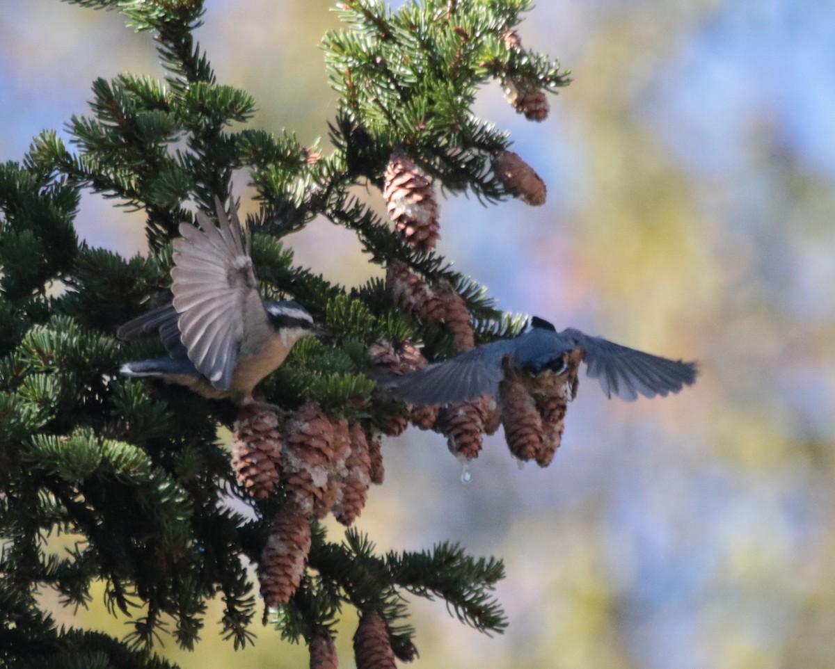 Red-breasted Nuthatch - ML40556751