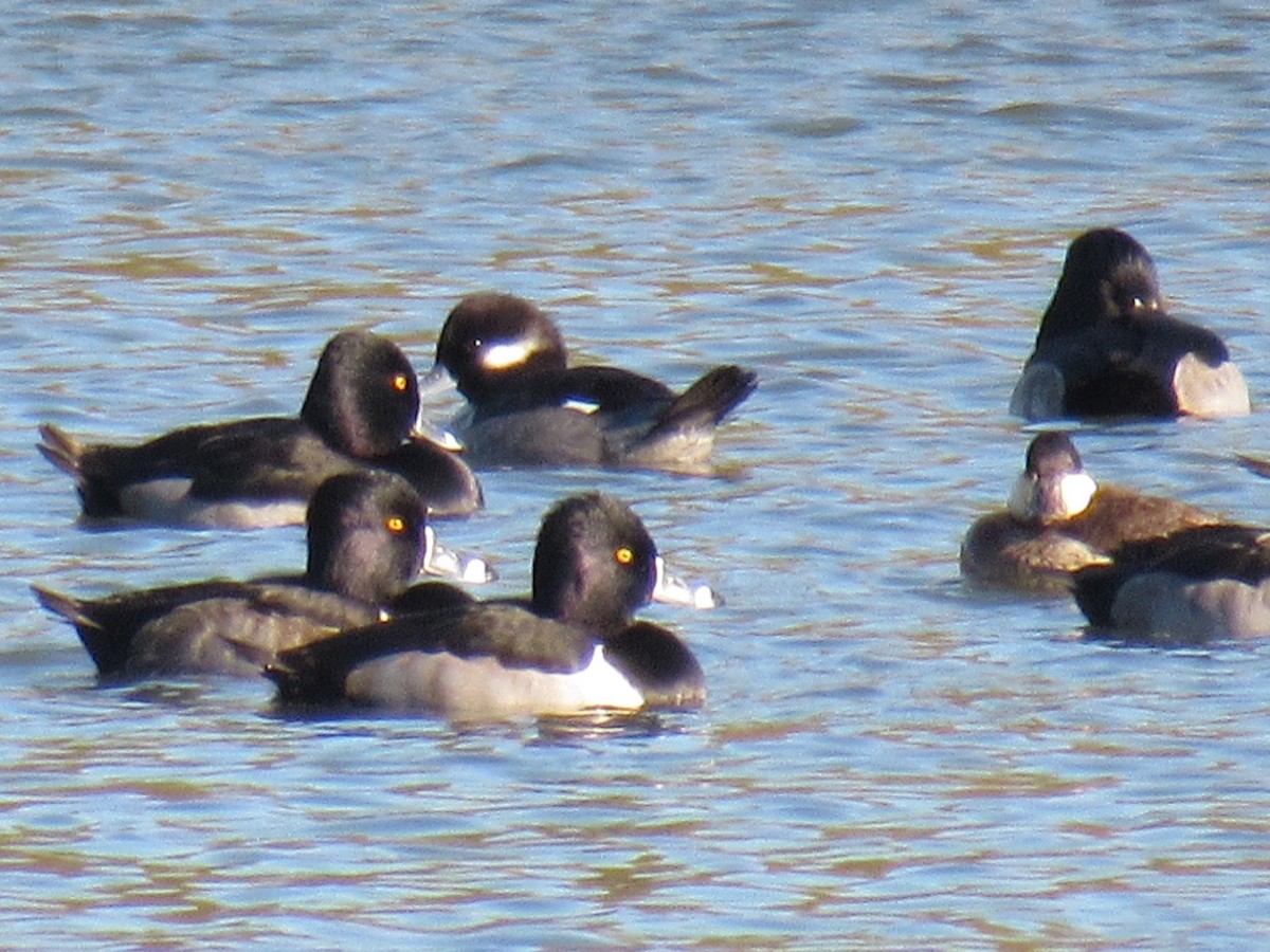 Ringschnabelente - ML40556811